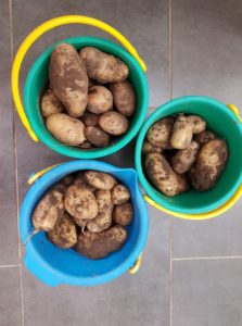 Unsere Kartoffelernte